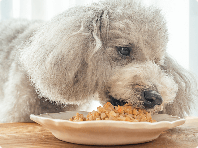 食べムラが多いわんこでも毎日完食