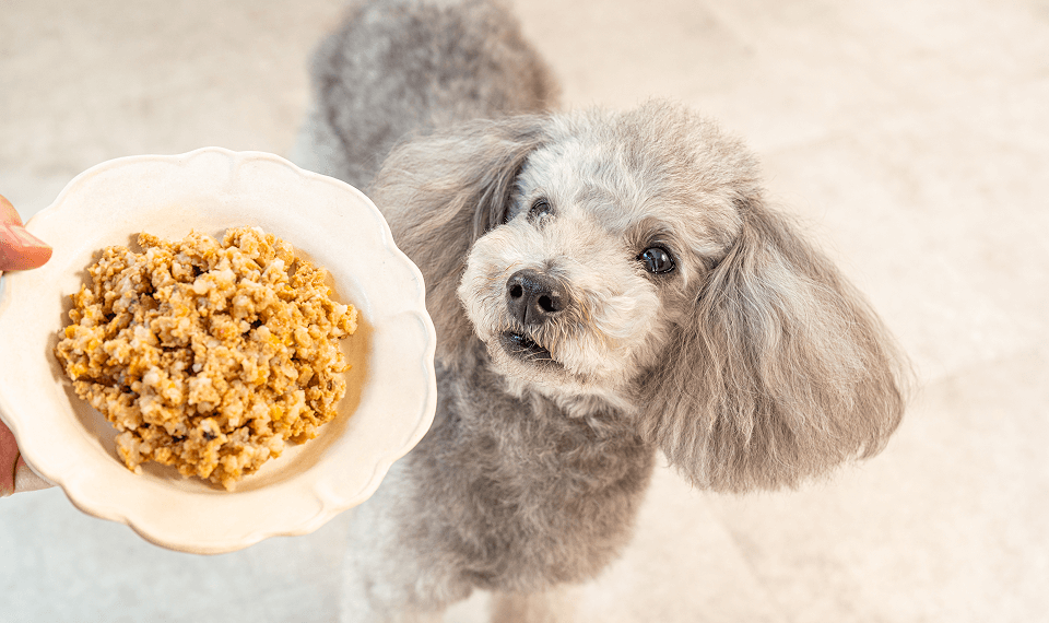 pcグリィとごはん