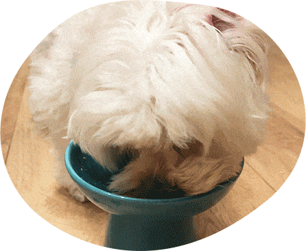 マルプーだいふく君