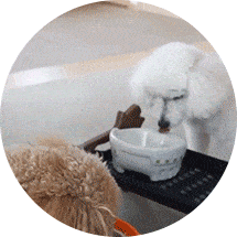 こむぎちゃん＆なのはちゃん